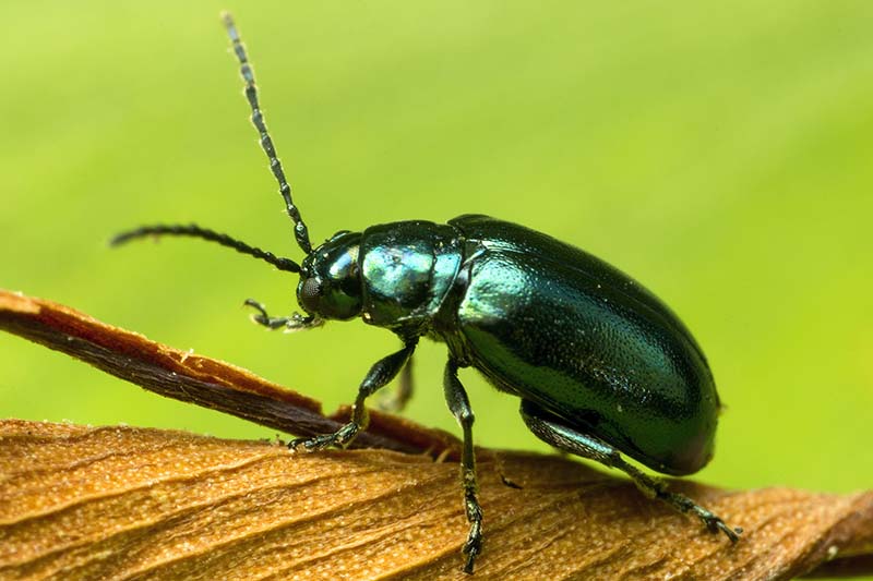 A close up horizontal image of a flea beetle on a wooden stem pictured in bright sunshine on a green soft focus background.