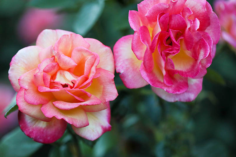 A close up horizontal image of two pink and orange flowers growing in the garden pictured on a soft focus background.