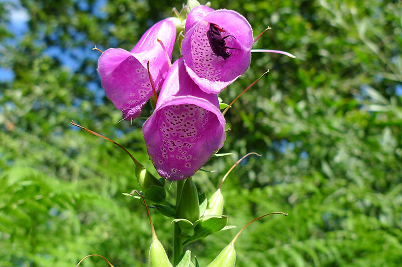 A close up horizontal image of a pink foxglove with a small beetle inside the bright pink, tubular flower, pictured in bright sunshine with trees and blue sky in soft focus in the background.