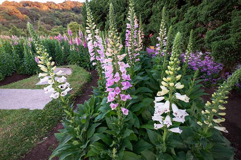 A horizontal image of different colored foxgloves growing in a border in the garden, with mountains in light sunshine in the background.