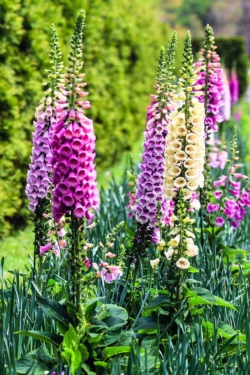 A vertical image of foxgloves in various shades of purple, pink, and white growing in a border in the garden, pictured in bright sunshine on a soft focus background.