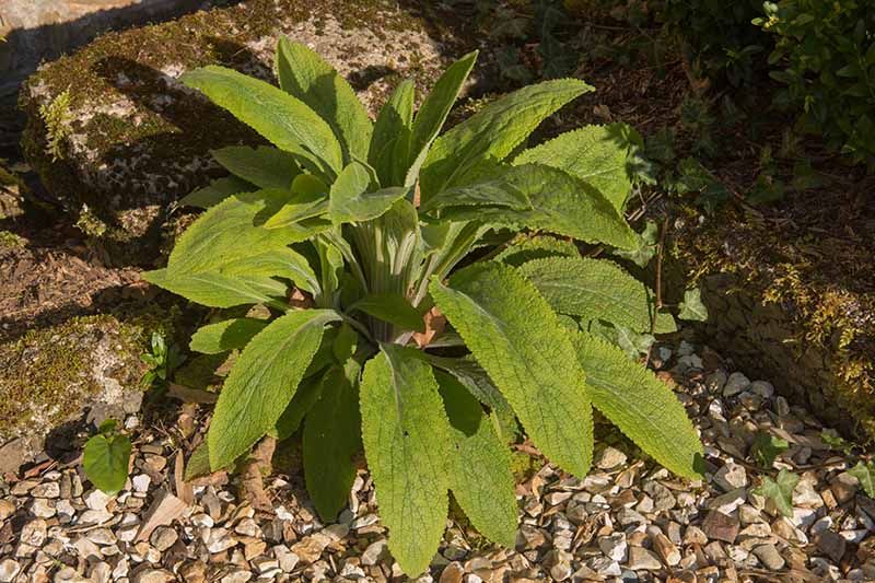 A close up of the foliage of Digitalis purpurea in the first year, with no flower stalk, pictured in the sunshine, surrounded by gravel and a stone wall in the background.