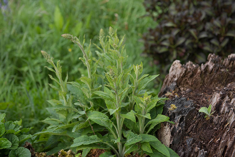 A close up horizontal image of foxglove foliage in the second spring, with the emerging flower stalk visible, pictured on a soft focus background.