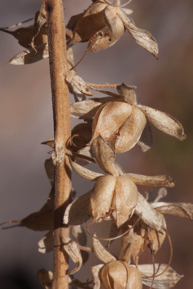 A close up vertical image of a spent foxglove flower stalk with dry seed heads, pictured in light sunshine on a soft focus background.