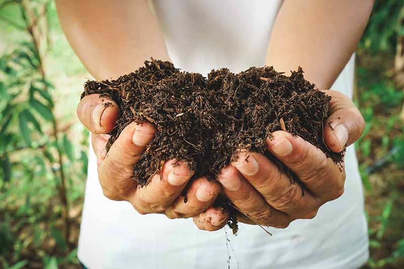 How to Use Leaves for Compost and Mulch