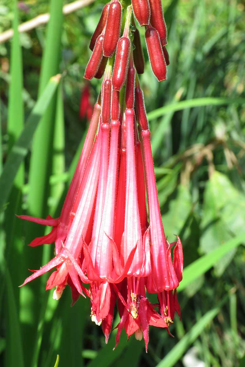 A close up vertical image of downward-facing, bright red flowers of Fuchsia corymbiflora growing in the garden pictured in bright sunshine with foliage in soft focus in the background.