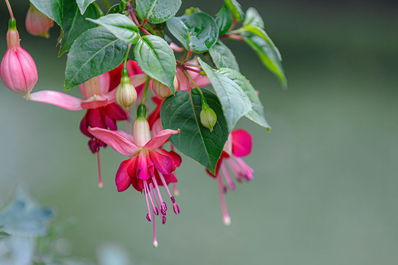 A close up horizontal image of red and white Fuchsia megellanica flowers growing in the garden, surrounded by foliage pictured on a soft focus background.