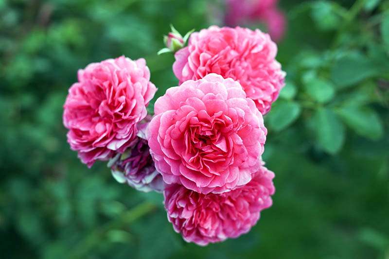 A close up horizontal image of bright pink, double-petaled flowers growing in the garden pictured on a soft focus green background.