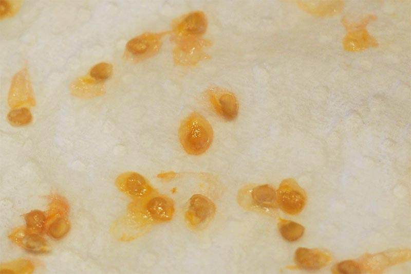 A close up horizontal image of tomato seeds set on a white surface showing the gel sac surrounding them.