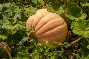 A horizontal close up image of a large pumpkin growing in the garden surrounded by foliage, pictured in light sunshine.