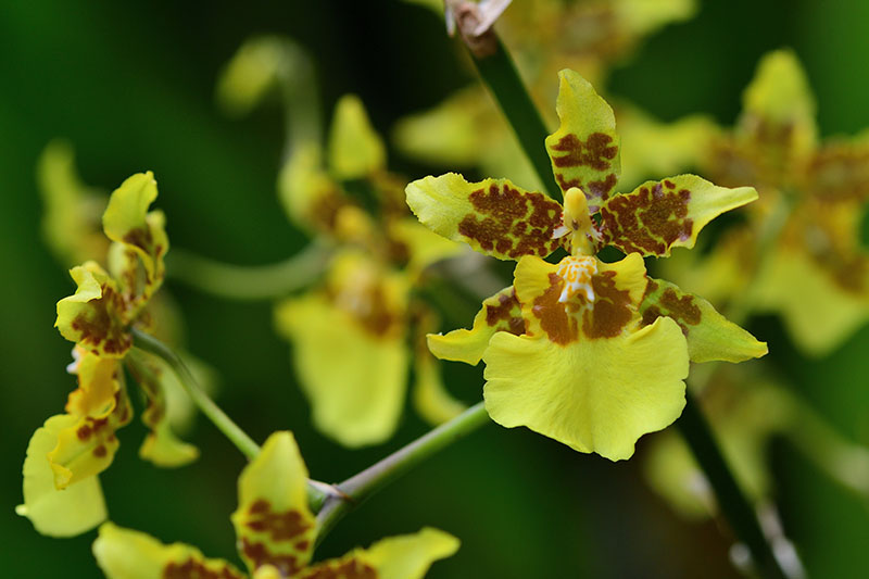A close up horizontal image of Oncidium 'Golden Shower' flowers pictured on a soft focus background.