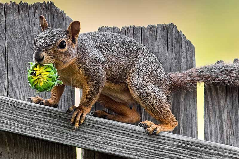 A close up horizontal image of a gray squirrel walking on a wooden fence holding a sunflower in its mouth, pictured in light sunshine on a soft focus background.