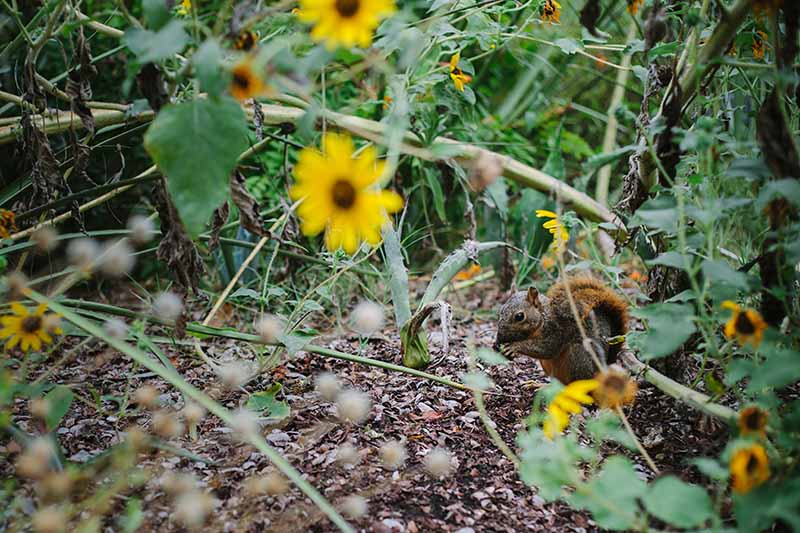 A horizontal image of a small red squirrel feeding in the garden with foliage and flowers in soft focus in the background.