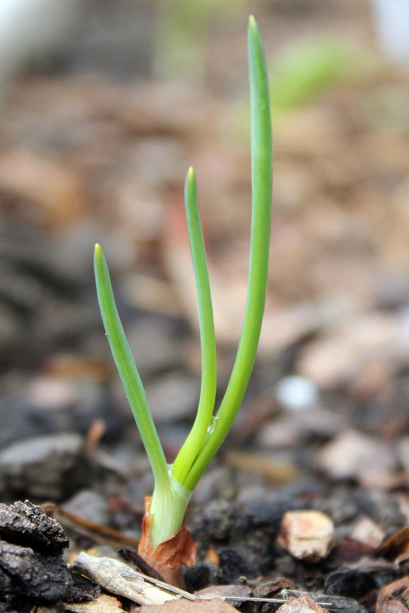A close up vertical image of a young allium plant growing bright green foliage pictured on a soft focus background.