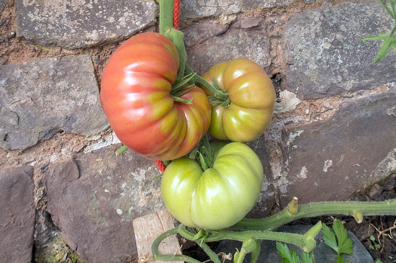 A close up of three heirloom 'Mortgage Lifter' tomatoes growing up a stone wall, staked with a wooden pole and tied with red string.