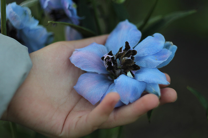 A close up horizontal image of a hand from the left of the frame holding a light blue flower with a black center, pictured on a soft focus dark background.