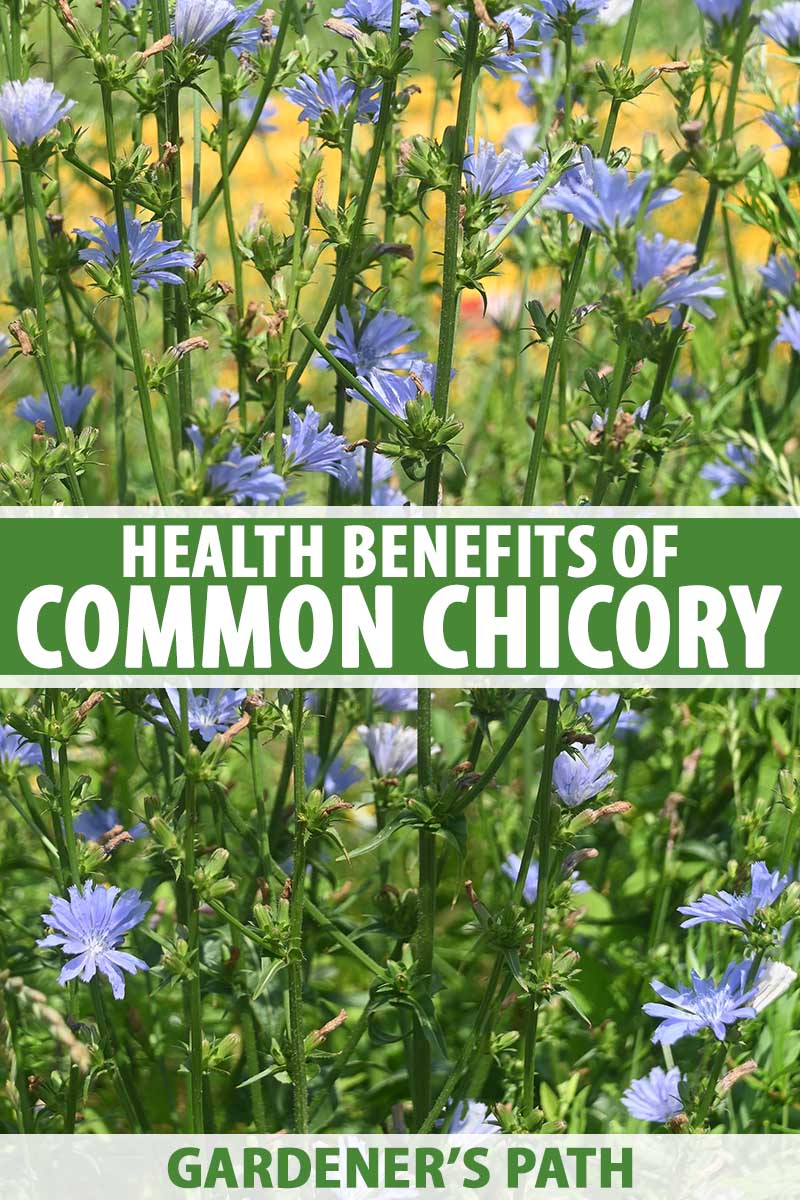 A vertical image of common chicory growing in the garden with light blue flowers on upright stems with yellow flowers in soft focus in the background. To the center and bottom of the frame is green and white printed text.