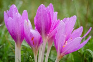 A close up horizontal image of bright pink Colchicum autumnale autumn crocus growing in the garden with pictured on a green soft focus background.