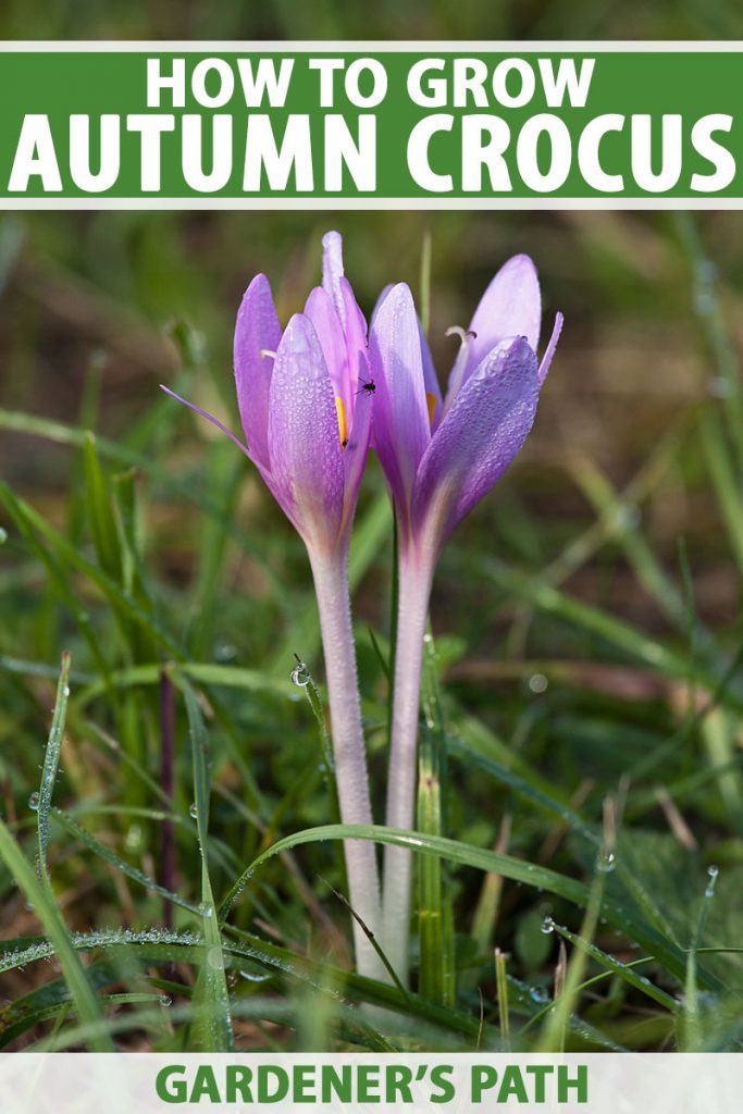 A vertical image of two small purple Colchicum autumnale autumn crocus flowers blooming in the fall garden pictured on a green soft focus background. To the top and bottom of the frame is green and white printed text.