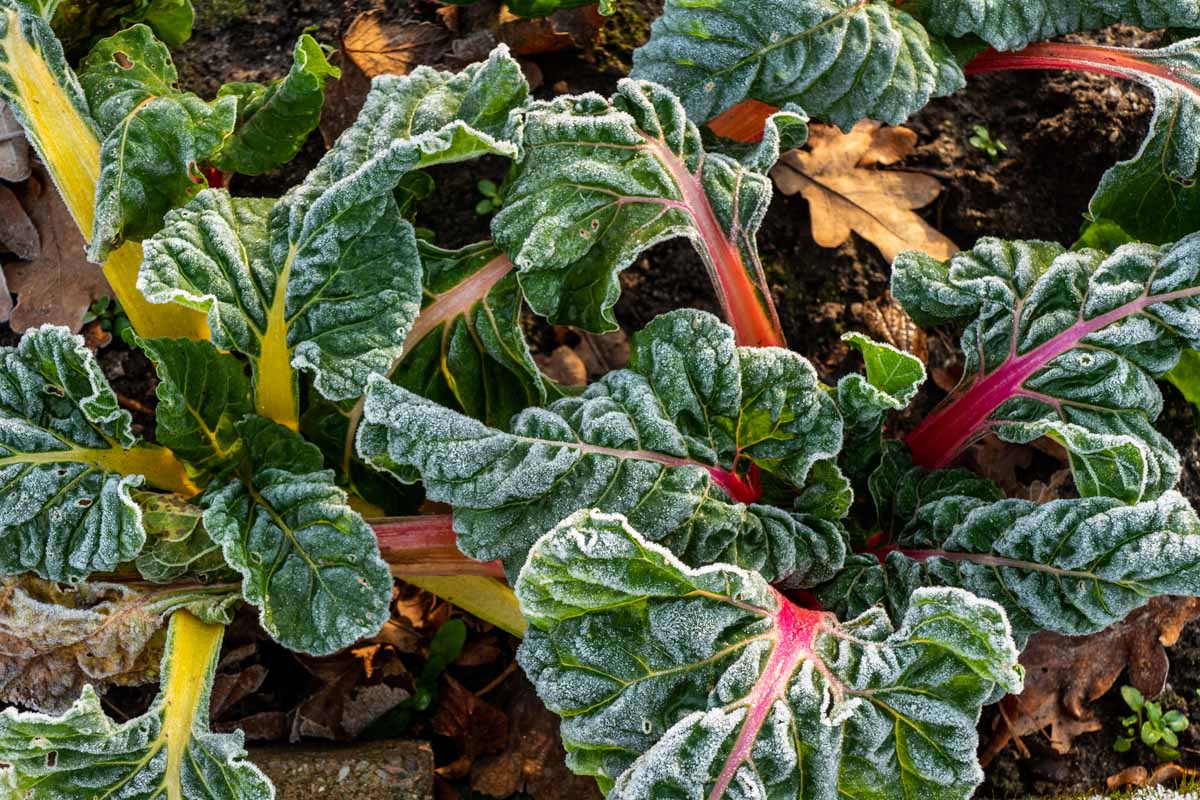 A close up horizontal image of Swiss chard growing in the late fall garden covered with light frost on the dark green leaves and colorful stems.