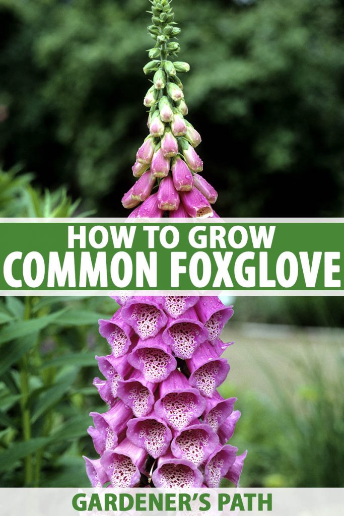 How To Grow And Care For Common Foxglove Gardener S Path