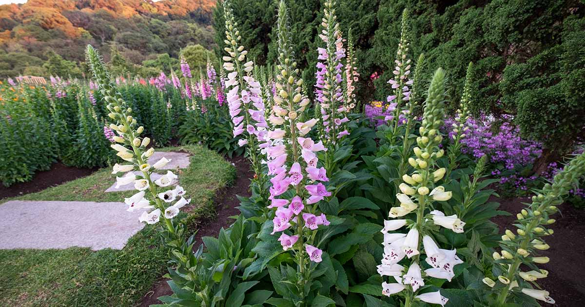 How To Grow And Care For Common Foxglove Digitalis Purpurea 