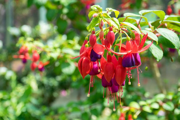 How to Grow and Care for Fuchsia Flowers | Gardener’s Path