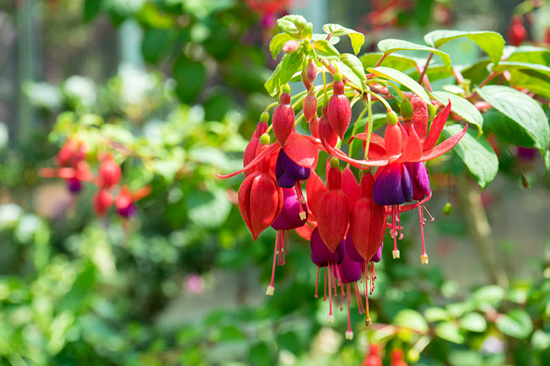A close up horizontal image of a cluster of red and purple, downward-facing fuchsia flowers growing in the garden, pictured in bright sunshine with foliage in soft focus in the background.