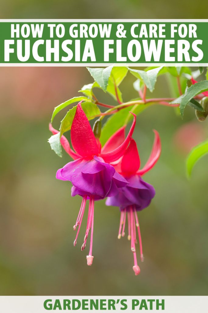 A vertical close up picture of two bright red and purple, downward facing fuchsia flowers with foliage in soft focus in the background. To the top and bottom of the frame is green and white printed text.