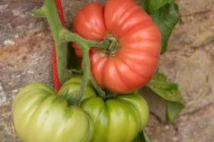 A close up horizontal picture of two green and one red ripe heirloom 'Mortgage Lifter' tomatoes growing against a stone wall.