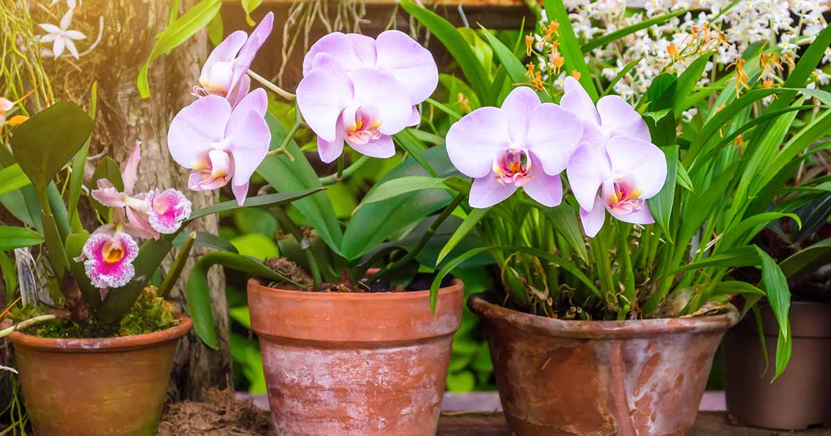 https://gardenerspath.com/wp-content/uploads/2020/08/How-to-Grow-Orchids-FB.jpg