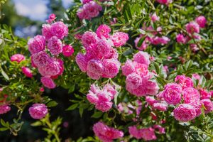 Growing Roses 101: Getting Started