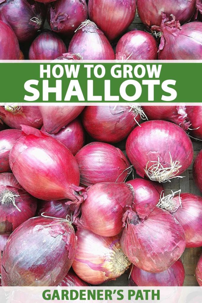 A vertical close up image of a pile of red shallots set on a wooden surface, with thin papery skin and small dried roots. To the top and bottom of the frame is green and white printed text.