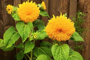 How to Grow Teddy Bear Sunflowers