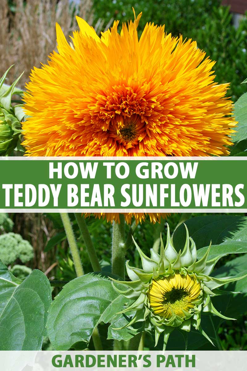 How to Grow Teddy Bear Sunflowers   Gardener's Path