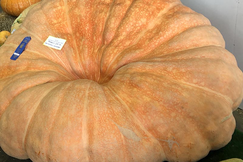 A close up horizontal image of a giant pumpkin that has won an award at a local Alaskan fair pictured on a soft focus background.