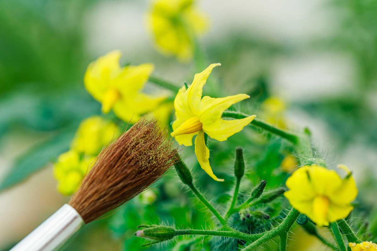 A close up horizontal image of a paintbrush from the left of the frame pollinating a small yellow tomato flower pictured on a soft focus background.