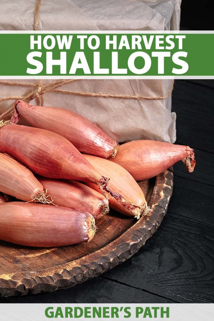 A close up horizontal image of elongated shallots harvested and dried, set on a wooden tray on a dark rustic wood surface. To the top and bottom of the frame is green and white printed text.