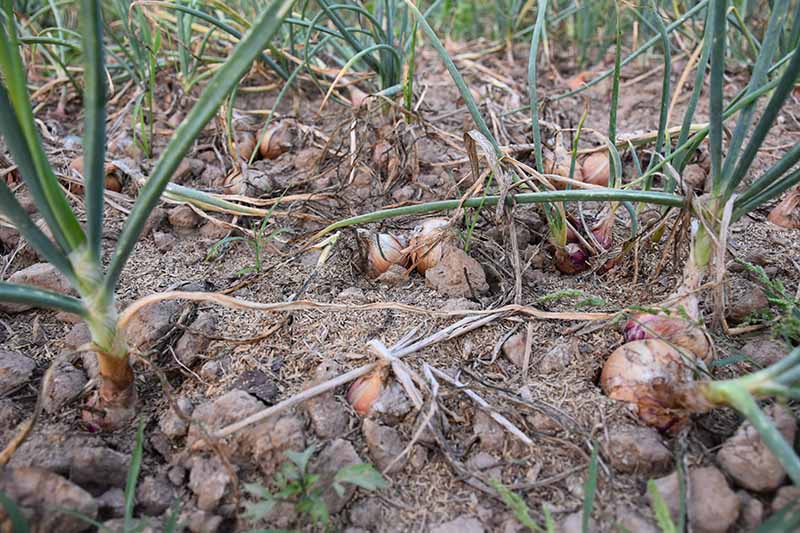 A close up horizontal image of onions growing in the garden, some of them are indicating that they are ready for harvest, as evidenced by their foliage turning brown and the bulbs pushing up out of the ground.