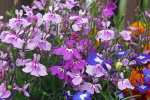 A close up horizontal image of blue, pink, and purple garden lobelia growing in a container, fading to soft focus in the background.