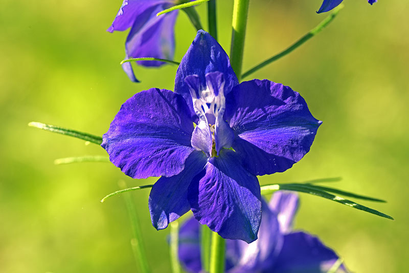 A close up horizontal image of purple larkspur flowers growing in the summer garden, pictured in light sunshine on a soft focus background.