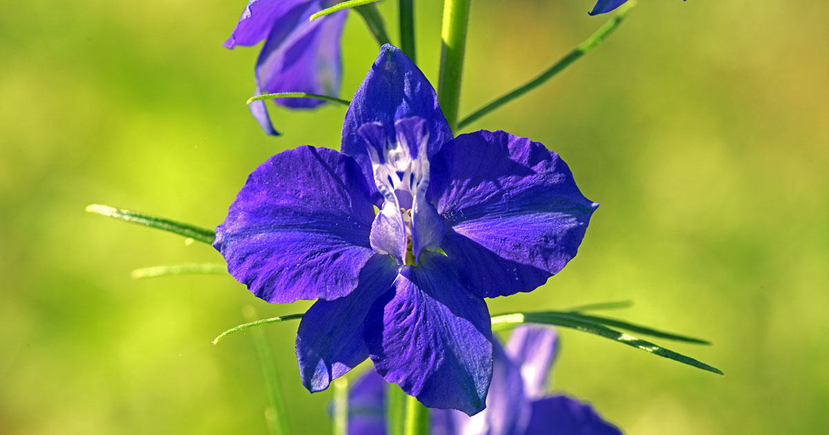 Grow And Care For Larkspur Flowers