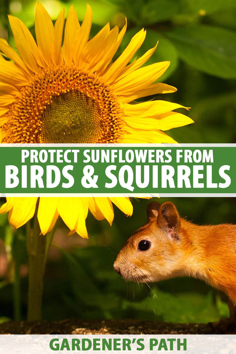 How to Protect Sunflowers from Birds and Squirrels | Gardener's Path