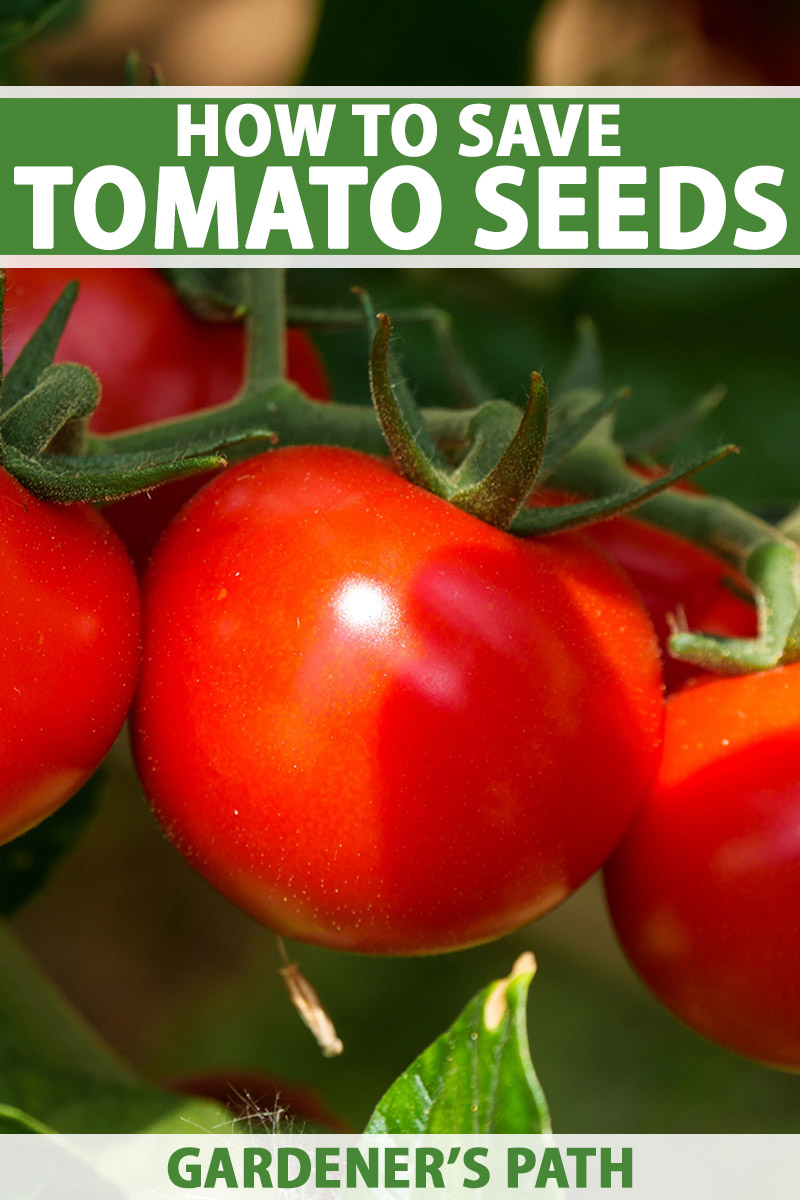A vertical close up image of a cluster of ripe red tomatoes on the vine, pictured in light sunshine on a soft focus background. To the top and bottom of the frame is green and white printed text.