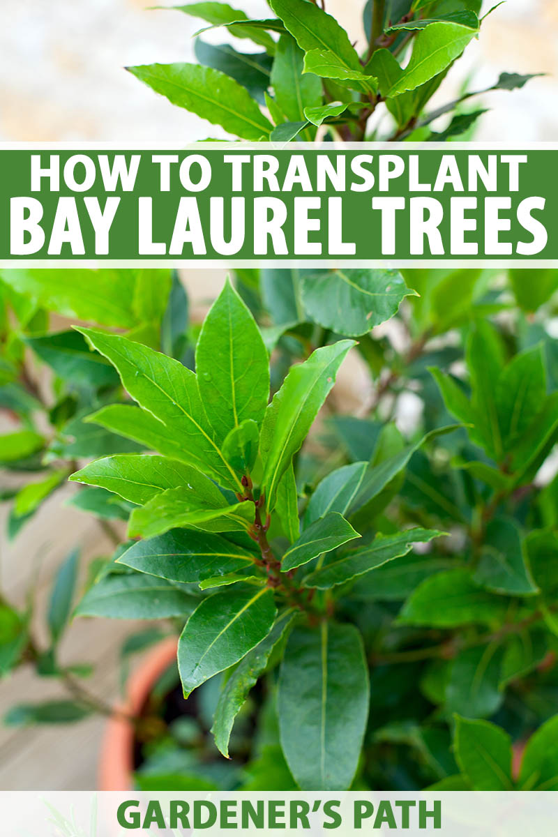 How to Transplant a Bay Laurel Tree   Gardener's Path