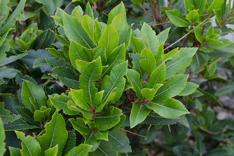 A close up horizontal image of the foliage of a bay laurel tree growing in the garden ready for transplanting to a different location, pictured on a soft focus background.