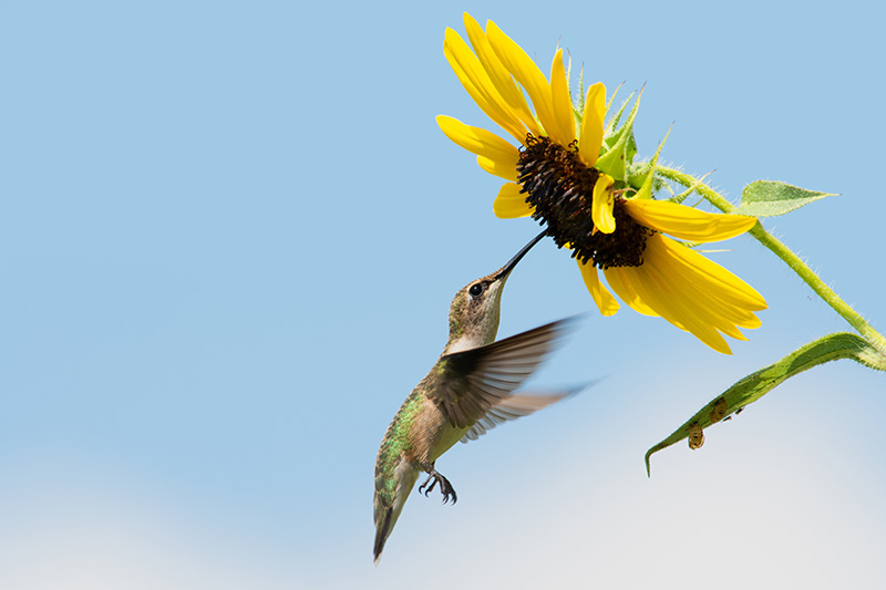 A close up horizontal image of a hummingbird feeding on ripe sunflower seeds on a blue sky background.