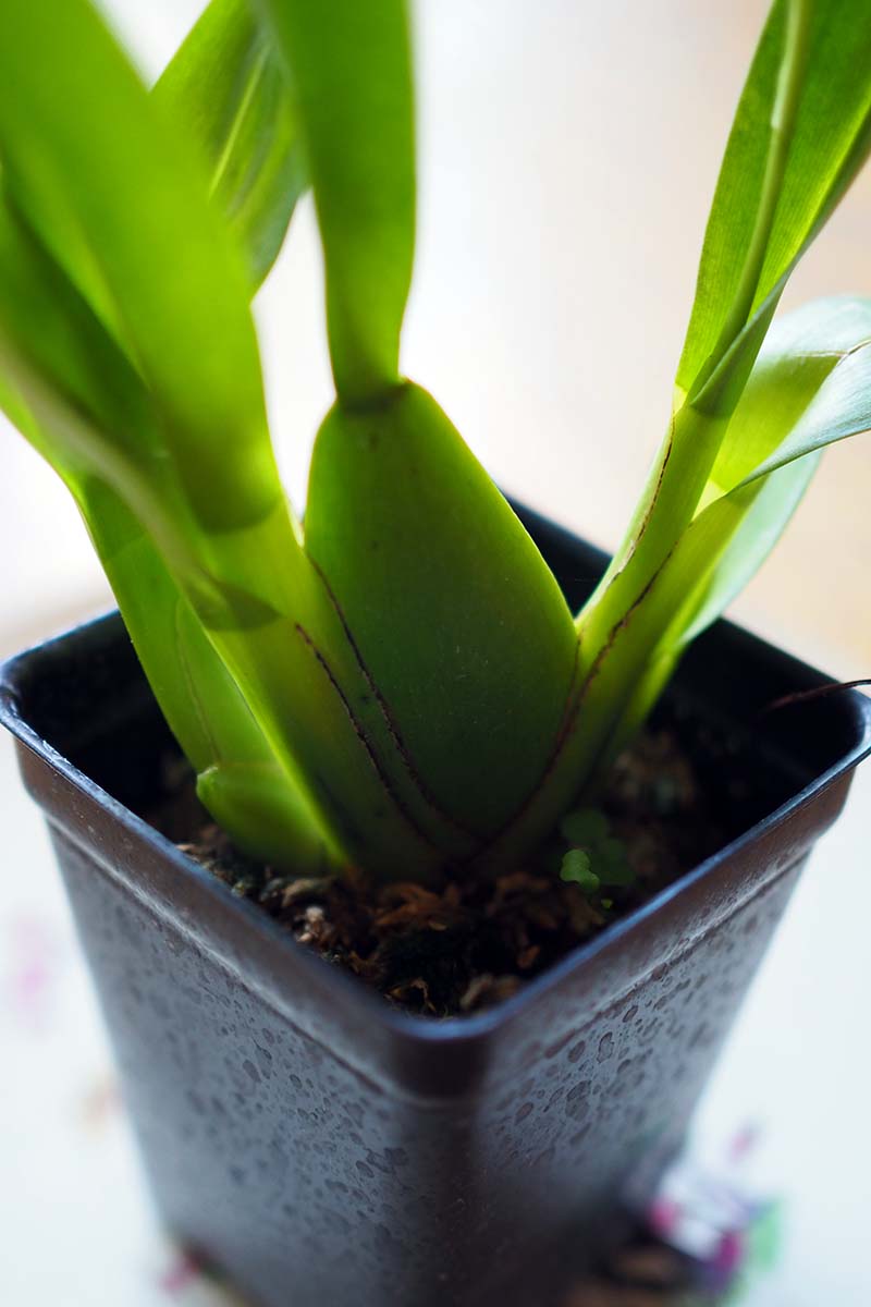 A close up vertical image of a Wilsonara orchid growing in a small plastic pot showing the formation of pseudobulbs.