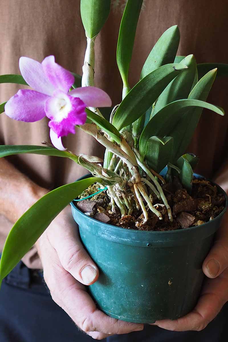 A close up vertical image of hands holding a green plastic pot with a pink orchid flower.