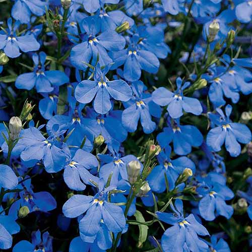 A close up square image of bright blue L. erinus 'Laguna Dark Blue' growing in the garden, pictured in bright sunshine.
